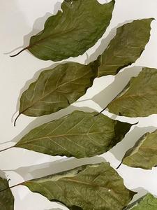 FEUILLE D'AVOCAT PURE/ÉTIQUETTE PROPRE/À BASE DE PLANTE/FEUILLE NATURELLE - Product Image 5