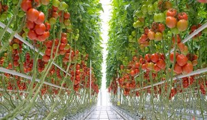 Sáng tạo lớn Nông Nghiệp Nhà kính dây <span class=keywords><strong>Poly</strong></span> PP phim vật liệu cho tối ưu thực vật phát triển môi trường nhà máy được thiết kế - Product Image 4