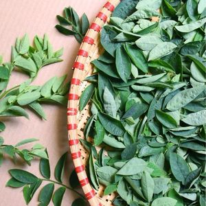 "Hojas de grosella espinosa de estrella de hoja dulce seca orgánica de Vietnam para sopa de té y suplementos Estándar de exportación al por mayor" - Product Image 3