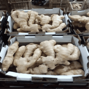 Jengibre fresco para la industria alimentaria | Raíces de alta calidad de origen vietnamita - Product Image 2
