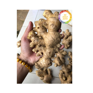 ขิงสดจากเวียดนามวัสดุรากธรรมชาติคุณภาพสูงสำหรับรสชาติการทำอาหารเครื่องเทศอาหารและการส่งออกทั่วโลก - Product Image 3