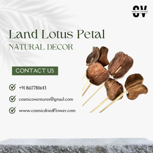 Pot-pourri de pétales de lotus de qualité supérieure pour la décoration de la maison et du bureau en DIY, arrangement de fleurs séchées pour la fête des pères, Halloween - Product Image 5