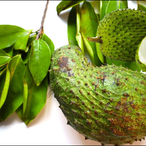 Feuilles de corossol saines pour des bienfaits antioxydants riches à base de plantes - Product Image 3