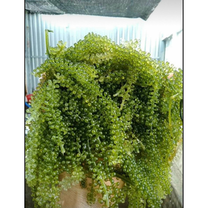 Venta al por mayor, caviar verde a granel, uvas marinas, algas con crujido suave y sabor a océano limpio, ideal para Chefs, servicios de comida - Product Image 3