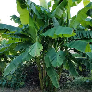 FEUILLES DE BANANE VERTES ET NATURELLES/USAGE TRADITIONNEL/PREMIUM VALEUR/FABRIQUÉ AU VIETNAM - Product Image 3