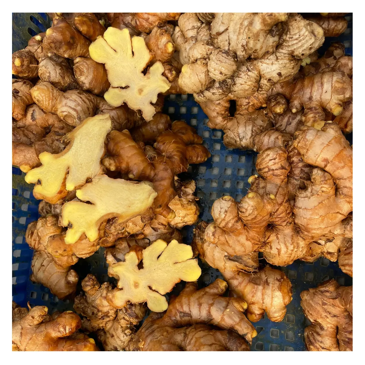 Jengibre fresco seco a granel de buena calidad, precio de mercado por tonelada, compradores de jengibre al por mayor, jengibre de Vietnam
