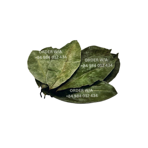 Meilleure vente de feuilles de graviola séchées à prix compétitif produit agricole en 2025 - Product Image 6