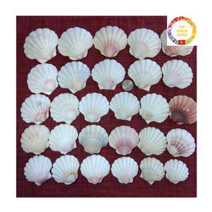 Exportación de Vietnam, conchas marinas de vieira naturales, conchas blancas grandes, accesorios decorativos para exhibición de alimentos y decoración de fiestas - Product Image 1