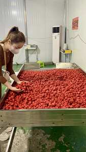 Fraises lyophilisées en vrac, collation croustillante, chips de fruits pour l'industrie alimentaire - Product Image 4