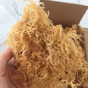 Fournisseur d'algues carraghénanes \ Mousse de mer séchée Eucheuma Cottonii pour l'exportation, haute résistance au gel - Product Image 1