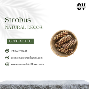 สโตรบัสคุณภาพพรีเมี่ยมยอดนิยมสำหรับงานแต่งงานบ้านกิจกรรมสำนักงานและการจัดดอกไม้แห้งแบบทำมือ - Product Image 4