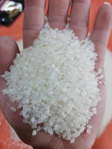 Arroz para Sushi, Arroz Japonés de Grano Corto, Arroz Vietnamita Seco Duro |   1kg-50kg |   Bolsas de PP/PE PA BOPP - Product Image 4