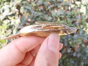 Premio Trofeo de Oro-Grabado personalizado-Inserto personalizado - Product Image 6