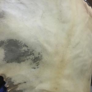 parece ser una piel de cabra natural utilizada como cuero de tambor. Se utiliza para varios tambores, incluyendo bodhranes irlandeses, djembés y tambores shamanos. - Product Image 6