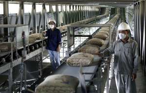 Bulk Vietnamese Cement Clinker 42.5 & 52.5 MPa with Refractory & Expansive Features-Leading Manufacturer & Exporter - Product Image 5