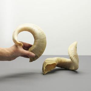 Paire de cornes de mouton authentiques, cornes brutes naturelles pour la décoration et l'artisanat - Product Image 3