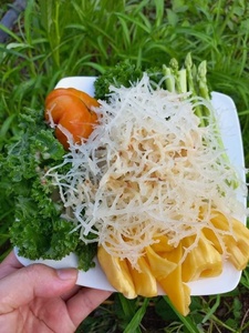 Wild Harvested Gold Purple Sea Moss Bladderwrack Chondrus Crispus Irish Seamoss Algas marinas sin sal Eucheuma Cottonii / ANNA - Product Image 4