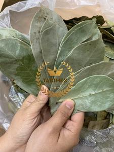100% FEUILLES DE GRAVIOLA SOURSOP SÉCHÉES BIOLOGIQUES NATURELLES FEUILLES DE SOURSOP SÉCHÉES/FEUILLE DE GRAVIOLA FABRIQUÉES AU VIETNAM EMBALLAGE OEM - Product Image 4