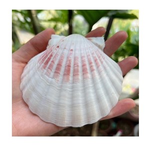 La cáscara de Vieira de primera calidad es la elección perfecta para servir aperitivos, salsas y pequeñas porciones de mariscos en eventos especiales. - Product Image 1