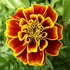 200 pezzi semi di calendula rossa gialla olandese semi Hobby giardino terriccio in vaso - Product Image 4