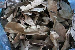 FEUILLES DE SYZYGIUM NERVOSUM BIOLOGIQUES SÉCHÉES/AUTHENTIQUE PRODUIT VIETNAMIEN/PRÊT POUR L'APPROVISIONNEMENT EN VRAC - Product Image 5