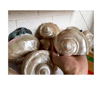 Grandes coquilles de conque naturelles, corail poli et étoile de mer naturelle