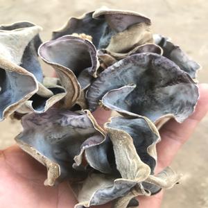 BEST SELLER - CHAMPIGNONS DE BOIS SÉCHÉS - CHAMPIGNONS DE HAUTE QUALITÉ au VIETNAM// Jocasta +84 978526683 - Product Image 5