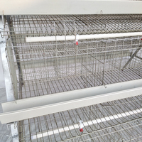 Cages automatiques de haute qualité pour poules pondeuses, élevage avicole, à vendre au Sénégal