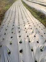 Film de paillis plastique bicolore (noir-argent, noir-blanc) prix agricole Film de paillis plastique noir agricole