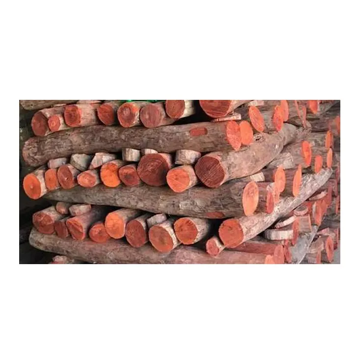 Esportatore indiano di legno di sandalo rosso di qualità Standard tronchi di legno zitano per uso medico e mobili Logo personalizzato disponibile