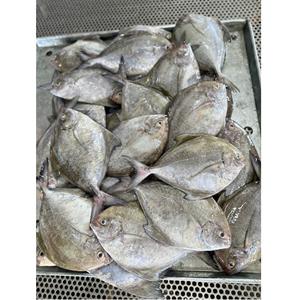 Top Nature's New Product Delicious Red Pomfret Pompano Todo el cuerpo Pescado 24 meses Vida útil IQF Bloque congelado - Product Image 1