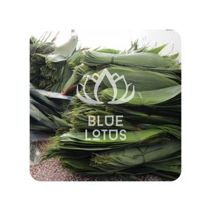 MEILLEUR PRIX Feuilles de bambou Blue Lotus 2025 Emballage écologique en feuilles - Product Image 1
