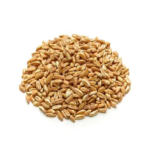 Feed <b>Wheat</b> South African Wholesale Natural Organic First Grade Animal Feed <b>Wheat</b> 50 Kg Bag Packaging <b>Wheat</b> Seeds Cereal Grain - Product Image 4
