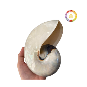 เปลือกหอยหอยโข่งที่มีความเงางามตามธรรมชาติจากเวียดนามเหมาะสำหรับการตกแต่งตู้ปลาศิลปะและชายฝั่ง - Product Image 1