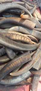 Corne de buffle et pointe de corne de qualité supérieure, personnalisées, vendues en gros, qualité naturelle de bœuf et de corne de buffle, pointe de corne de bœuf et de buffle à vendre à prix avantageux - Product Image 3