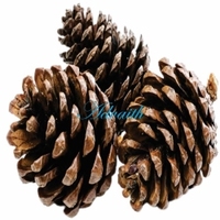 Pinecone alami dalam Grosir harga Pinecone dekorasi Natal untuk kamar dan pesta dekorasi