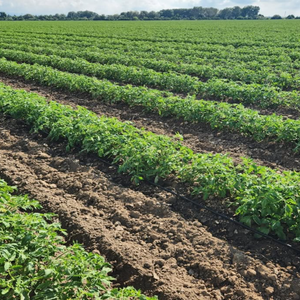 Ruban goutte-à-goutte de haute qualité, tuyaux ronds en PE et raccords d'irrigation agricole (16 mm, 20 mm, 22 mm, 25 mm) - Product Image 4