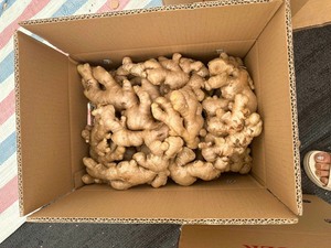Nouvelle récolte d'herbes et d'épices Gingembre frais pur cru naturel - Product Image 2