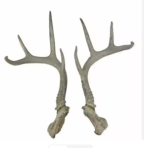 Cuernos de Ganado Naturales de Primera Calidad para Masticar por Mascotas, Manualidades, Decoración del Hogar, Larga Vida Útil, Almacenamiento en Seco y Fresco - Product Image 4