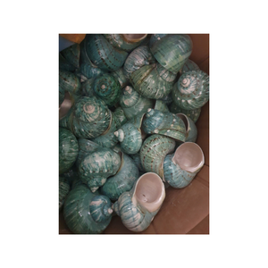 Conchas marinas mixtas naturales de primera calidad para manualidades, decoración del hogar, accesorios para acuarios, venta al por mayor a granel de Vietnam - Product Image 1
