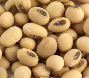 Soja Séché Biologique de Qualité Supérieure à Vendre en Gros - Haute Qualité Non-OGM - Product Image 1