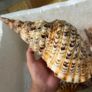 Trompette Coquillages Coquillage Coquillage de décoration Coquille de mer naturelle du Vietnam pour l'artisanat et l'art 99 Gold Data - Product Image 1