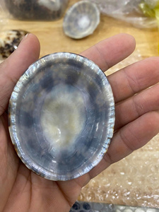 Eco Friendly Limpet Shell Craft Material for Artistic Design Home Decoration and Showcase - Product Image 5