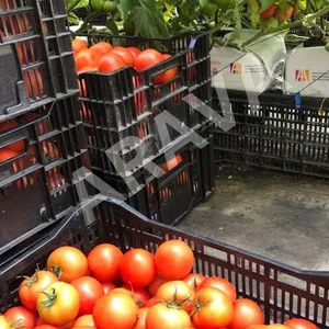 Coco Peat Grow Bags für den hydro po nischen Anbau von Erdbeeren und Tomaten