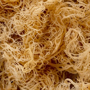 Premium quality dry sea <b>moss</b> wholesale cheapest price eucheuma cottonii seaweeds provided from best supplier - Product Image 4