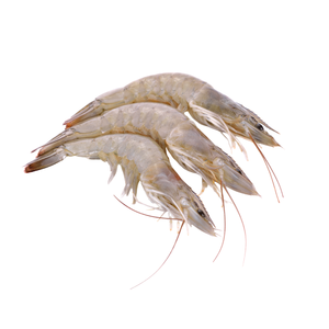 Camarones Vannamei Blancos HOSO Congelados de Calidad de Exportación, Suministro de Mariscos a Granel - Product Image 4