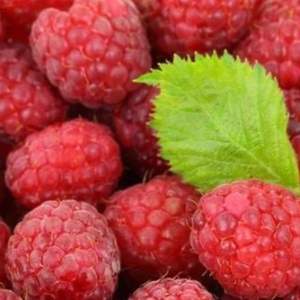 Frambuesas Rojas Frescas Premium de Primera Clase, Calidad de Exportación, Sin Semillas, Dulces, con Alto Brix 10+, Solo Venta al Por Mayor, Solo Transporte Aéreo - Product Image 2