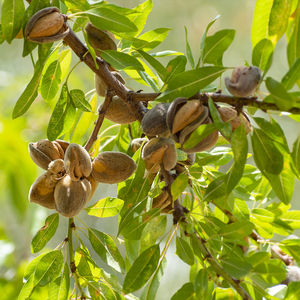 Almendra de alta calidad premium Producto agrícola Premium - Product Image 2