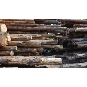 Ayous Azobe Bilinga madera contrachapada nogal caoba haya aserrada madera Iroko teca Pino troncos teca roble inglés troncos madera - Product Image 1