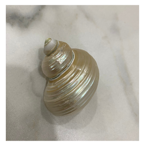 Turbo Burgess Seashells Paquete a granel de 4-6 cm para joyería hecha a mano, proyectos de arte creativo, bodas en la playa y decoración costera - Product Image 5